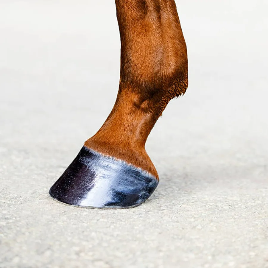 A clean, well-shaped hoof on dry ground