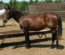 A bay mare in a corral, in foal at twenty-four