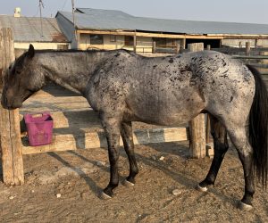 Before image of Bar-JA Ranch