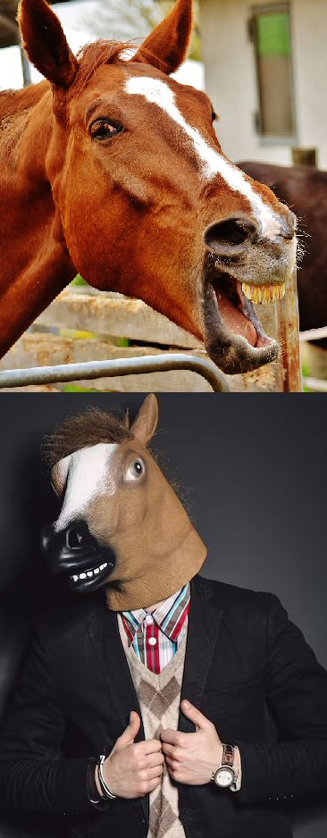 A horse looking pleased with itself