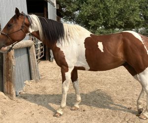 Before image of Jhett Hauk & Cisco1 – Pineridge Roper