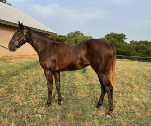 Before image of 1 Year Old Filly