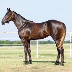 After image of 1 Year Old Filly