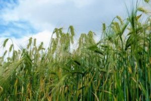 Grass hay vs alfalfa: the amino acid difference