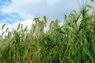 Grass hay vs alfalfa: the amino acid difference